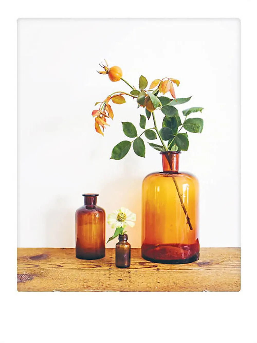 Plakat 30x40cm orange blossoms